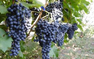 Домашнее вино из винограда - простые рецепты